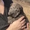 Chinese Shar Pei/ Bully puppies