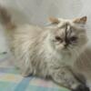 Ragdoll Cats - Retired Breeder Cats for Re-Homing