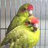 Young parent-raised kakariki parrots - unrelated pairs