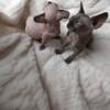 11 week old sphynx kittens