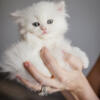 Persian kittens available for reservation zionsville Indiana