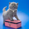 NEW Elite British kitten from Europe with excellent pedigree, female. A Tinkerbell