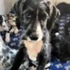 Great Dane mix Puppies price reduced