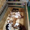 Basset Hound Puppies  for rehoming