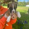 AKC Registered Boxer Puppies ready for their new homes on May 22nd.