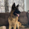 AKC Registered Long Haired Black and Red German Shepherd Puppies