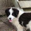 Collie Pyrenees 4 month old - Livestock / Homestead / Farm / Working Class