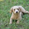 Mini poodle male rehoming
