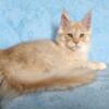 Maine Coon Kittens available