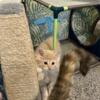 Maine coon mix babies for sale