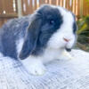 Holland Lop Baby Bunny 3 months old