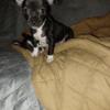 7 week Chihuahua READY TO GO TO FURever HOMES $250