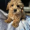Little toy poodle available
