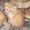 Long hair Red & White Male Persian Kitten