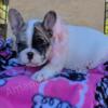 FRENCH BULLDOG PUP READY NOW!