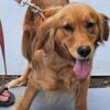 Trixie- Golden retriever looking for a forever home
