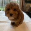 Toy Poodles CKC ready for new home!