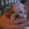 Chihuahua male ready now