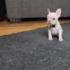 Reduced - French Bulldog pups- Pad Trained - OPEN TO BARTER- Coco Cream, Lilac Platinum