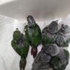 Green cheeks and marron bellied conures