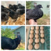 Ayam Cemani chicks and hatching eggs
