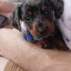 Mini black and tan dapple dachshund puppy