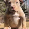 XL American Bullies Looking For A Home