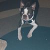 CKC registered Boston Terrier STUD ONLY