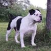 Bulldogge pups grand champion bloodlines