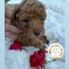 MALTIPOO red and apricot FEMALES