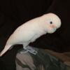 Goffins Cockatoo Rehome