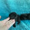 CFA registered Exotic Shorthair Kittens Extreme Flat-Faced and Doll-faced (Lazy Man's Persian)