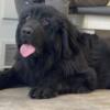 AKC 1 year old Proven Newfoundland stud