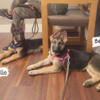 3 Month Old AKC German Shepherd Puppies (FOR SALE)