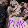 Female Doodle pups available 5/26