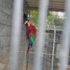 Mature breeding pair of Greenwing  macaw