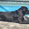 Emergency ReHoming Young Adult Female and Male Cane Corso