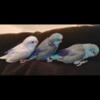 Parrotlets Blues and white