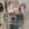 3-month old  male French Bulldogs ready to go