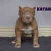 Champagne XL American Bully Puppies - 1st pick female