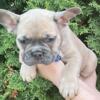$1,700 Blue Fawn Swami - beautiful French Bulldog puppy for sale.