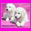 Only Have 1  Litter Of English Cream Goldens A Year! Accepting Deposits Now For Our 2025 Spring Litter!