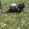 Free  American bully puppies to Pet homes