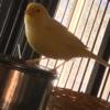 Female Yellow Canary /w Large Cage