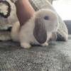 Adorable Holland Lops (Price negotiable)