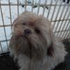 Reduced-Akc full lavander male shih tzu 10 mo.trade? Ground shipping avail.