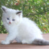 Greg Ragdoll Kitten Kittens Male Blue Lilac Point Pointed Bicolor White Mitted For Sale Purebred Tica Family Raised