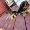 Cute Yorkie puppies looking for new home