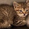 Precious kitten adopt for 250