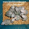 Baby turquoise Greencheek Conures available at wholesale prices